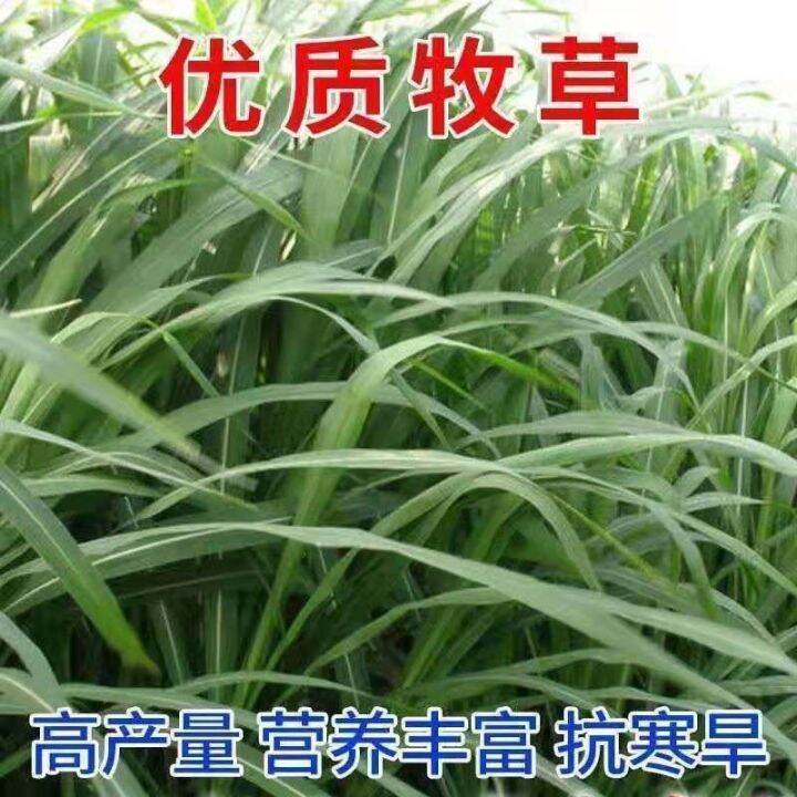 Imported forage seeds Hercules sweet sorghum seeds forage sweet sorghum ...