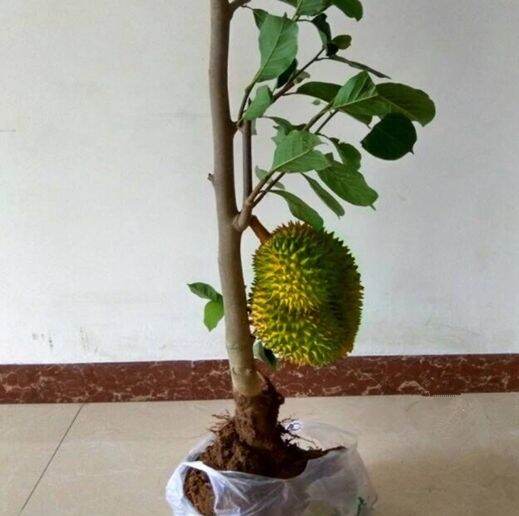 Durian Saplings Planted North And South Musang King Golden Pillow