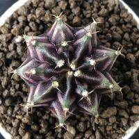 ยิมโนด่าง Gymno Mihano Australian Purple HB