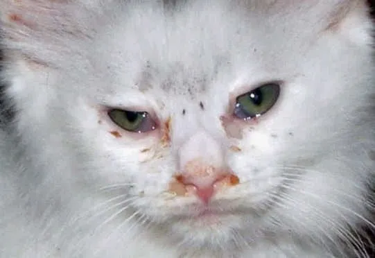 Ubat Mata Telinga Kucing Anjing Eye Ear Drops Cat Dog Lazada