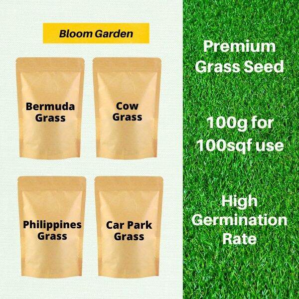 【FREE Fertilizer】 Bermuda Grass Seed Cow Grass Philippine Grass Seed