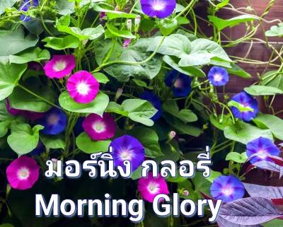 มอร์นิ่งกลอรี่ เมล็ดพันธุ์มอร์นิ่งกลอรี่คละสี  Morning Glory Mix Colour Seed บรรจุ 5 เมล็ด 10 บาท