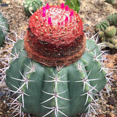 Plants Center พร้อมส่ง กระบองเพชร แคคตัส cactus  Melocactus Boehm 6-7cm/8-9cm