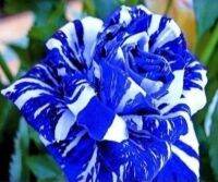 30 เมล็ด เมล็ดพันธุ์ กุหลาบ สตาร์แอนด์สไตร้พส์ Tiger Striped Rose Seed  สี ขาว-ฟ้า ดอกใหญ่ นำเข้าจากต่างประเทศ พร้อมคู่มือ