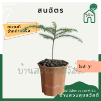 สนฉัตร ต้นกล้า มาในกระถางพร้อมตั้ง ขนาด 3-4 นิ้ว