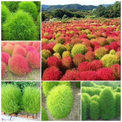 100 เมล็ดพันธุ์ Bonsai เมล็ด พุ่มไม้เพลิง หญ้ากอเชีย ไซเปรสลูกไฟ Kochia (Kochia scoparia) Seed อัตราการงอกของเมล็ด 80-85%