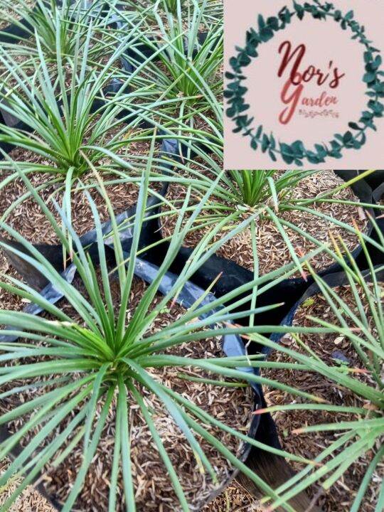 Agave Geminiflora | Lazada PH