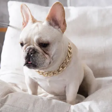 Gold chain collar hot sale for small dog