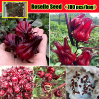 High Quality 100pcs Rare Roselle Flower Seeds Scented Tea เมล็ดบอนสีสวยๆ บอลสีชนิดต่างๆ บอนสี เมล็ดดอกไม้ Potted Flower Plant ต้นไม้มงคล บอนสีราคาถูกๆ ดอกไม้ บอนสีหายาก ไม้ประดับมงคล ดอกไม้ปลูกสวยๆ หัวบอนสี กล้วยด่าง บอนไซ เมล็ดพันธุ์ เมล็ดผักต่างๆ