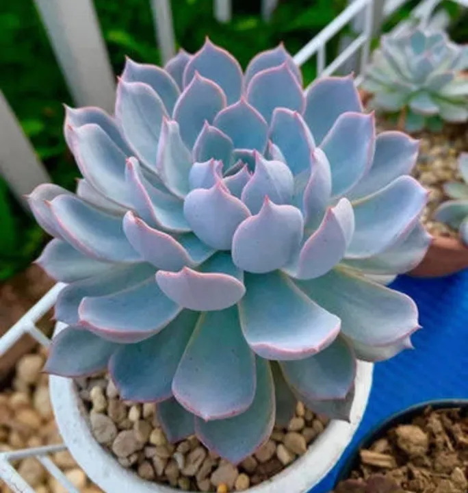 Cactus Succulent Flower Seeds Tropical Flowers variety02 Lazada PH