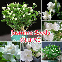 ?บานเพื่อคุณเท่านั้น?50pcs ต้นมะลิ White Jasmine Seeds Bonsai Tree Flower Seeds ด้วยใบไม้หลากสีที่สวยงาม ของแต่งบ้านสวน เมล็ดบอนสี ต้นไม้มงคล บอนสี เมล็ดดอกไม้ Plants ต้นไม้ประดับ