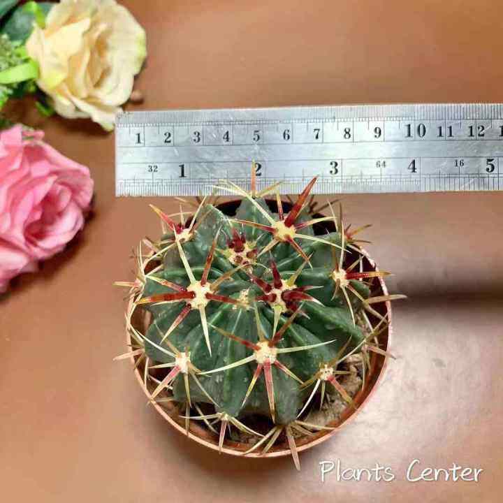 plants-center-พร้อมส่ง-richu-กระบองเพชร-แคคตัส-เฟโรแคคตัส-หนามแดง-cactus-ferocactus-peninsulae-latispinus-seeding-ไม้เมล็ด