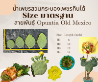 พันธุ์ "มะรุ่ง" กระบองเพชรกินได้สายพันธุ์โอพันเทียโอลเม็กซิโก Opuntia Old Mexico No. 8H OM-PA-H