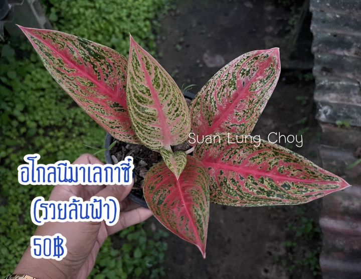 อโกลนีมา-เลกาซี่-รวยล้นฟ้า