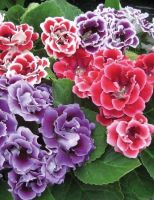 25 เมล็ดพันธุ์ Garden Seeds เมล็ด.กุหลาบนางฟ้า Gloxinia Seeds อัตราการงอกสูง 80-85%