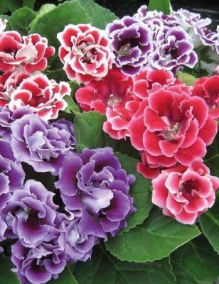 25 เมล็ดพันธุ์ Bonsai เมล็ด กุหลาบนางฟ้า Gloxinia Seed อัตราการงอกของเมล็ด 80-85%