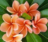 35 เมล็ดพันธุ์ เมล็ด ลั่นทม หรือ ลีลาวดี สายพันธุ์แคระ Frangipani Plumeria Seed นำเข้าจากฮาวาย อัตราการงอกสูง 80-85%