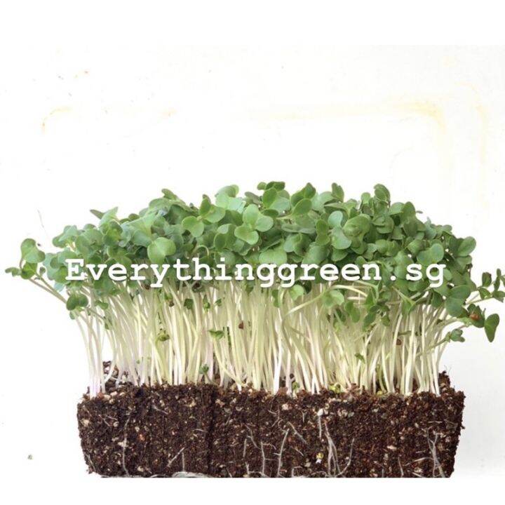 Kale Microgreen Sprout Vegetable Seeds Pack Certified Organic & GMO