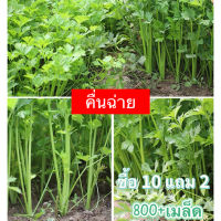 เมล็ดพันธุ์ เซเลอรี่ คื่นฉ่าย Celery ขนาดบรรจุประมาณ 800+เมล็ด[10แถม2] ขึ้นฉ่ายฝรั่ง คื่นฉ่ายฝรั่ง ขึ้นช่าย คึ่นช่าย