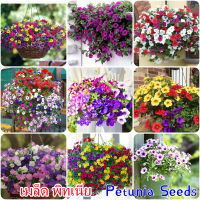 เก็บเงินปลายทาง COD เมล็ดพันธุ์แท้100% 1000 แคปซูลต่อแพ็ค Petunia Plant Seeds เมล็ดพันธุ์ ต้นไม้ประดับ ไม้ประดับ เมล็ด ต้นไม้ตกแต่ง Plants ของแต่งสวน แต่งสวน อุปกรณ์แต่งสวน อัตราการงอกสูง ปลูกได้ทั่วไทย ในสต็อกในประเทศไทย