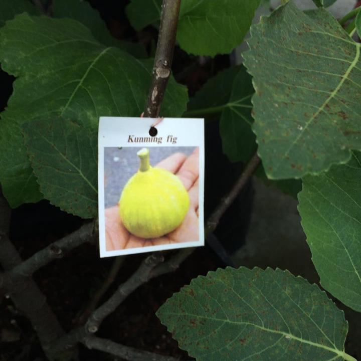 figs-ต้นมะเดื่อฝรั่ง-พันธุ์-kunming-คุณหมิง-อร่อย-หวาน-หอมมากๆ-ต้นสมบูรณ์มาก-รากแน่นๆ-จัดส่งพร้อมกระถาง-6-นิ้ว-ลำต้นสูง-45-50-ซม-ต้นไม้แข็งแรงทุกต้น