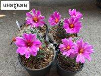 ชูแมน แมมชูแมน แมมชูแมนนิไอ แมมชูแมนนิ mam shumanii mammillaria m. กระบองเพชร แคคตัส cactus seeds ชู แมน