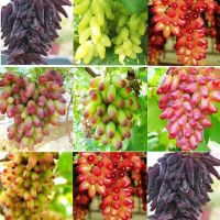 20 เมล็ดพันธุ์ Bonsai เมล็ด องุ่น Grape Vine Seed อัตราการงอกของเมล็ด 80-85%