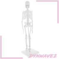 ( Dynwave2 ) ชุดโมเดลโครงกระดูกมนุษย์สําหรับใช้ในการศึกษา