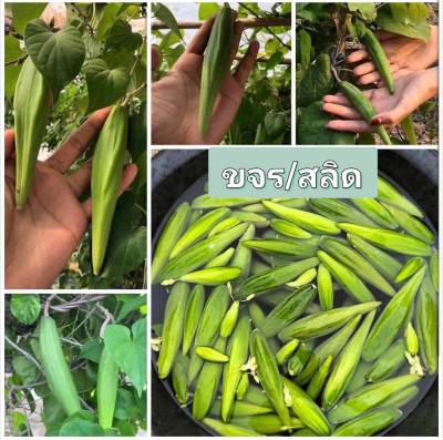 สลิด ขจร เมล็ดพันธุ์สลิด หรือ ดอกขจร Cowslip Creeper Seedsบรรจุ 5 เมล็ด 10 บาท