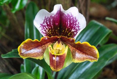30 เมล็ดพันธุ์ เมล็ดกล้วยไม้ กล้วยไม้รองเท้านารี (Paphiopedilum Orchids) Orchid flower seeds อัตราการงอก 80-85%