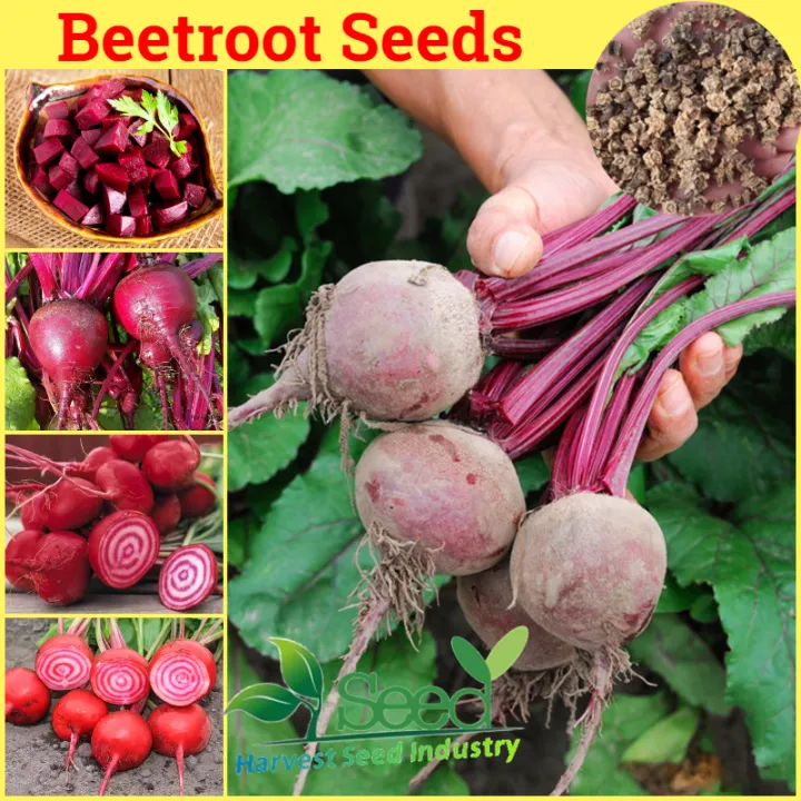 [Easy To Grow] 150pcs Beetroot Seeds Red Beet Seed Organic Vegetables