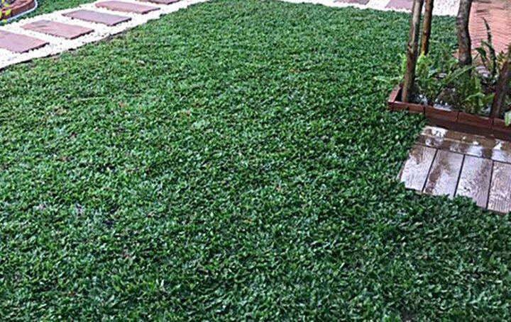 ขายส่ง-1-กิโลกรัม-เมล็ดหญ้าไทเป-หญ้ามาเลเซียแคระ-broadleaf-carpet-grass-หญ้าสวนหย่อม-สนามหญ้า-หญ้า-พันธุ์หญ้า-ชนิดหญ้า-หญ้าปูสนาม-การปลูกหญ้า