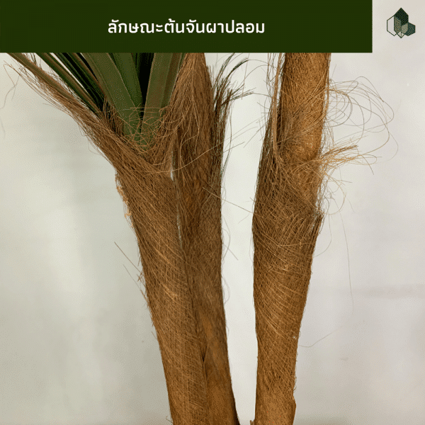 ต้นจันผาปลอม-สูง-1-4-เมตร