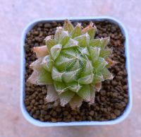 Haworthia bolusii ‘MN-052’ บอรุสซิไอ  A052