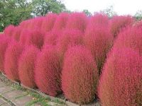 เมล็ดพันธุ์ หญ้ากอเชีย Kochia scoparia burning bush 10 เมล็ด เมล็ดพันธุ์นำเข้าจาก อังกฤษ