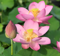 5 เมล็ดพันธุ์ บัว สายพันธุ์ DEACON DEGARMEAUX LOTUS PINK สีชมพู เพาะปลูกและเก็บเมล็ดในไทย ขยายพันธุ์ในไทยได้ สายพันธุ์นิยมปลูกที่สุดในโลก