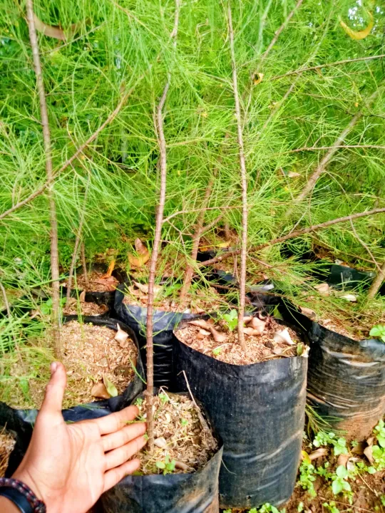 Bibit Cemud Cemara Udang Bahan Bonsai Lazada Indonesia