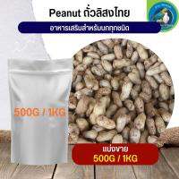 สุดยอด ถั่วลิสงไทย Thai PeaNut อาหารนก กระต่าย หนู กระต่าย กระรอก ชูก้า และสัตว์ฟันแทะ (แบ่งขาย 500G / 1KG)