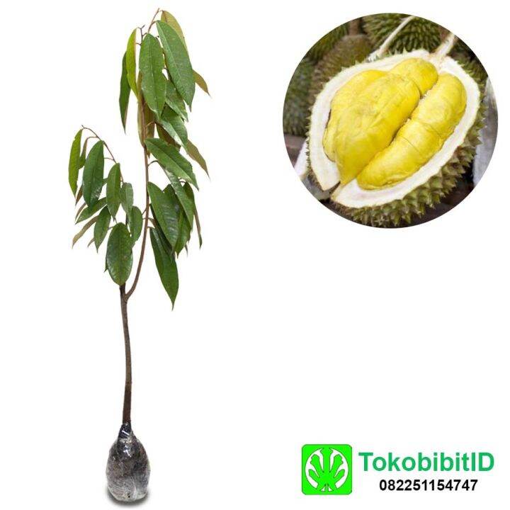 Tanaman Buah Durian Monthong Lazada Indonesia