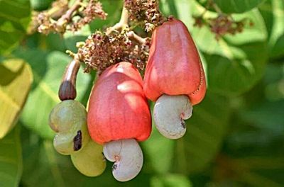 ขายส่ง 100 เมล็ด เมล็ดมะม่วงหิมพานต์ Cashew nut มีชื่ออื่นว่า มะม่วงสิโห มะโห มะม่วงกาสอ มะม่วงเล็ดล่อ มะม่วงยางหุบ กาหยู กาหยี หัวครก