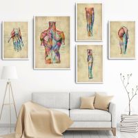 Nordic Vintage Anatomy โปสเตอร์-Medical Wall Art พิมพ์ภาพวาดผ้าใบสำหรับ Clinic Decor รูปภาพห้องนั่งเล่น