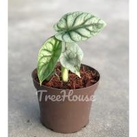 ( Promotion ) สุดคุ้ม อโลคาเซีย ซิลเวอร์ดราก้อน 3 ไซส์ (Alocasia Silverdragon) ราคาถูก พรรณ ไม้ น้ำ พรรณ ไม้ ทุก ชนิด พรรณ ไม้ น้ำ สวยงาม พรรณ ไม้ มงคล