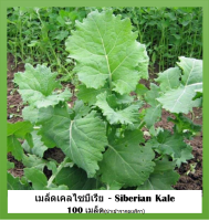 เมล็ด เคลไซบีเรีย - Siberian Kale 100 เมล็ด นำเข้าจากอเมริกา งอกจริง โตไว