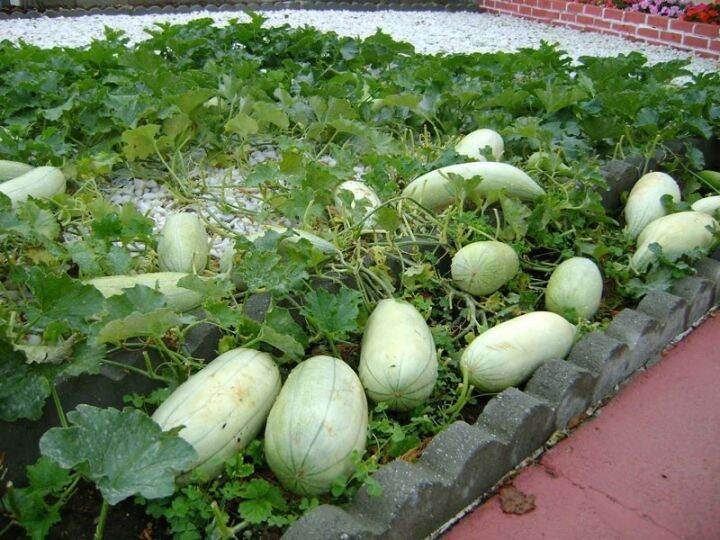 Japanese Melon Seed Lucky Seed Lazada