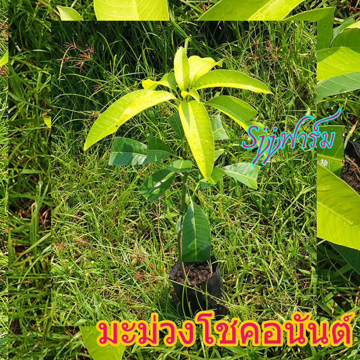 มะม่วงออกผลตลอดปี-สายพันธุ์โชคอนันต์-ต้นเสียบยอด-ขนาดต้นที่สูง-45-50-ซม-ขึ้นไป-ปลูก-ปีกว่าๆออกผล-มีต้นพร้อมส่ง