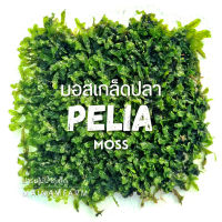 มอสเกล็ดปลา จัดตู้ปลา ตู้ไม้น้ำ จัดสวนขวด จัดสวนชื้น - PELIA MOSS ต้นไม้น้ำ