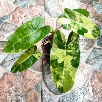 เบอร์เบิ้ลมาร์คด่าง กระถาง 4 นิ้ว (Philodendron Burle Marx) Variegeted หรือต้นมรกตหยกด่าง #ใจเกษตร