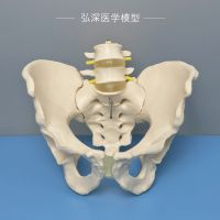 Human pelvis pelvis model with lumbar vertebral anatomy of the hip bone structure two orthopedic medical teaching mold