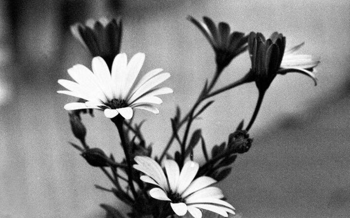 ILFORD XP2 Super 135 35mm Black And White Negative Film ISO 400 C41 ...