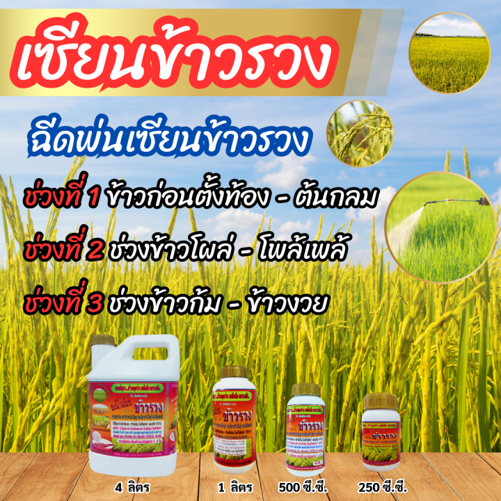 พร้อมส่ง-เซียนข้าวรวง-4-ลิตร-ซื้อ1แถม2-ฮอร์โมนบำรุงข้าว-ปุ๋ยฉีดข้าว-ยาฉีดข้าว-อาหารเสริมข้าวตั้งท้อง-ฮอร์โมน